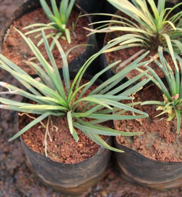 Needle Grass